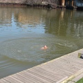 IMG 4421