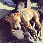 A3BE5DCC-D242-4239-BE11-1F9A4E9FF369